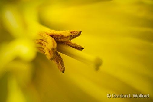 Daffodil Stamen_47734.jpg - Photographed near Erie, Pennsylvania, USA.